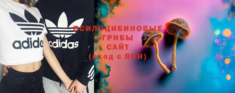 Псилоцибиновые грибы Cubensis  где продают   Кимовск 